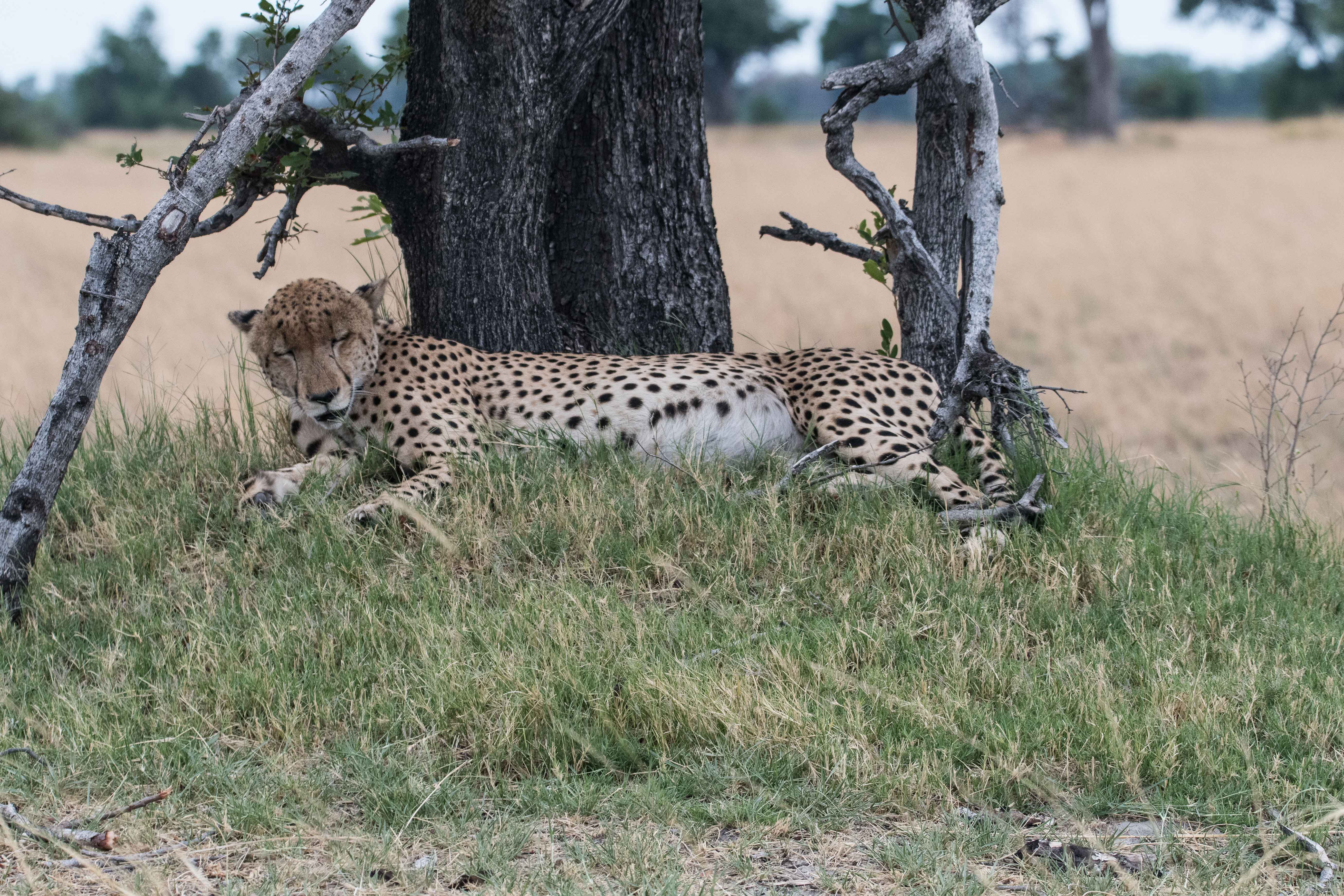 Guépard (Cheetah, Acinonyx jubatus), mâle d'environ 10 ans assoupi par une digestion difficile,  Shinde, Delta de l'Okavango, Botswana. 